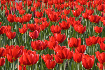 Fototapeta premium flower-bed of red tulips 2