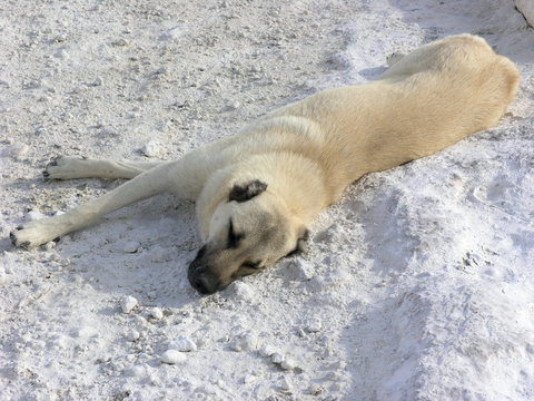 schlafender hund