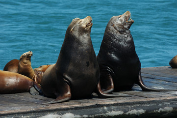 Obraz premium singing sea lions