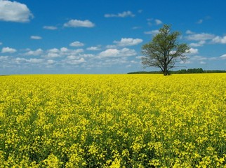 grassland