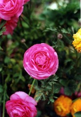 Fototapeta na wymiar fleur rose