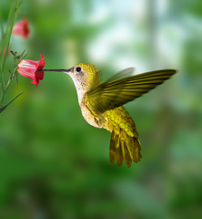 hummingbird