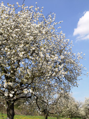 Naklejka premium kirschbaum in blüte