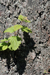 bark