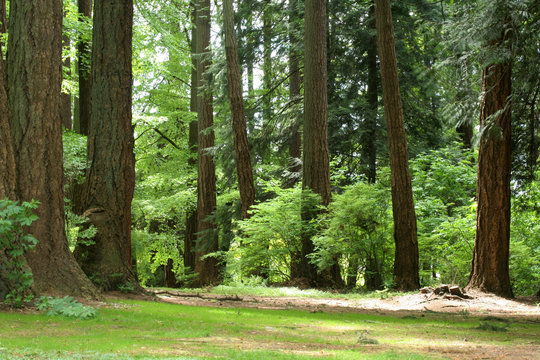 Fototapeta forest