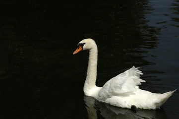mute swan