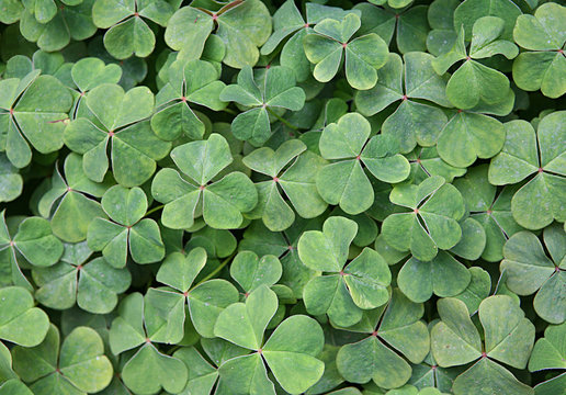 clovers