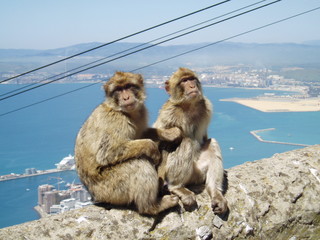 barbary apes