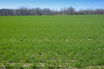 Fototapeta premium wheat field