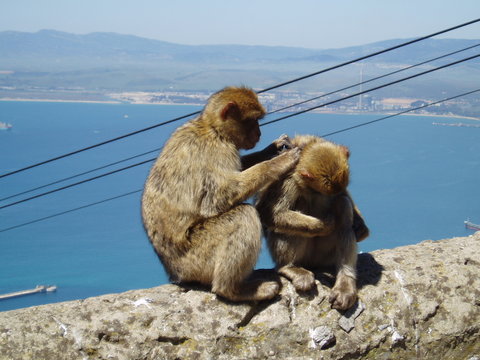 barbary apes picking nits