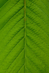 big green plant leaf macro