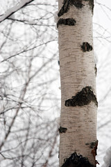 Obraz premium birch trunk