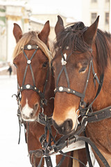 Obraz premium pair of horses