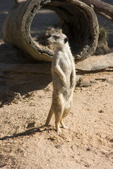 meerkat