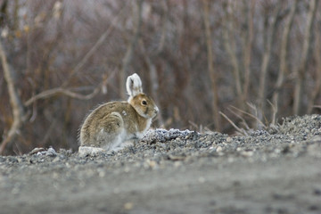 a classic pose of the rabbit