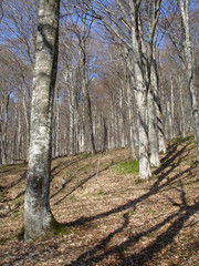 beech forest in krimea, ukraine