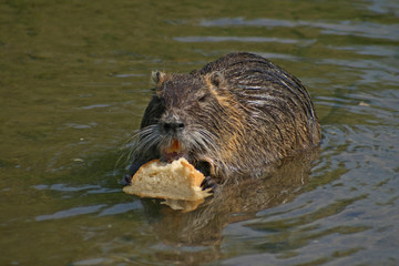 nutria