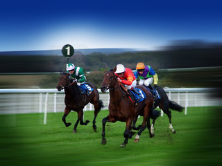 horse race