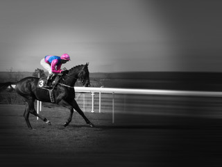 race horse