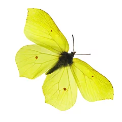Fotobehang Vlinder gele vlinder