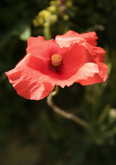 coquelicot