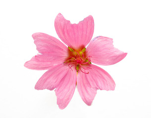 pink flower