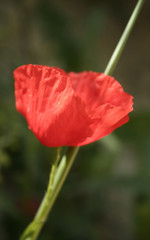Obraz premium coquelicot