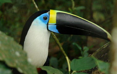 the tucan