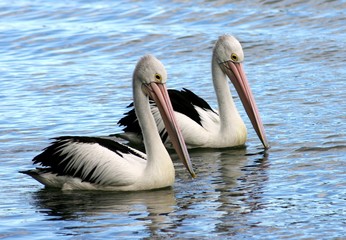 pelican pair