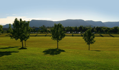 Fototapeta premium three trees