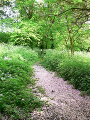 woodland walk