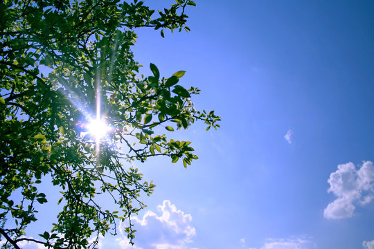 sonne