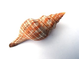 shell