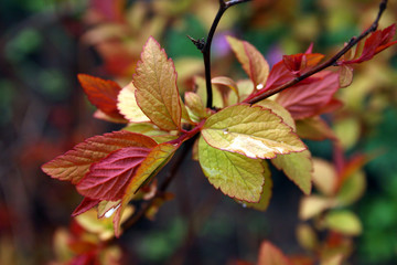 leaves.