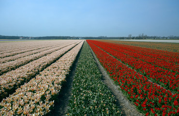 flower beds in spring