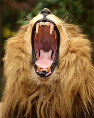 Photo sur Plexiglas Lion lion béant