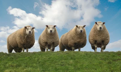 Photo sur Plexiglas Moutons quatres freres
