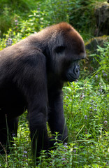 gorilla