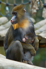 a monkey and baby
