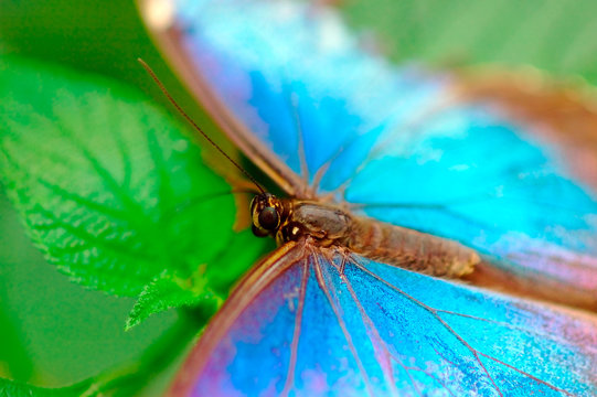 Turquoise Butterfly