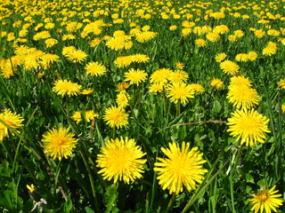 Fototapeta premium yellow flowers