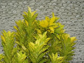 croton © Amjad Shihab