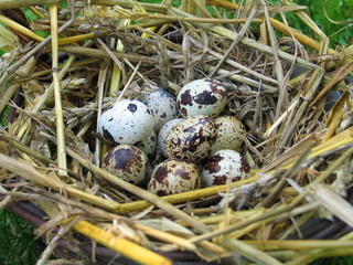 Obraz premium nid d'oeufs de caille