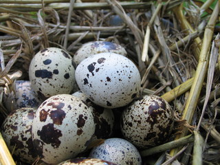 Obraz premium oeufs de caille