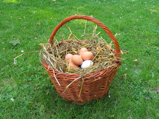 panier d'oeufs