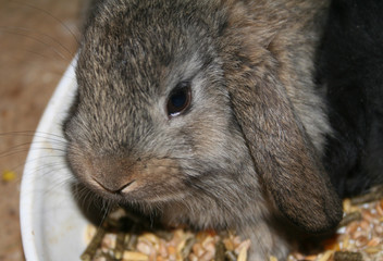 l&ouml;wenkopfwidder