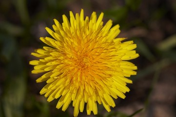 thistle 1