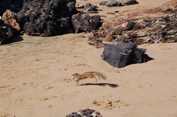 streifenhörnchen mit einer erdnuss
