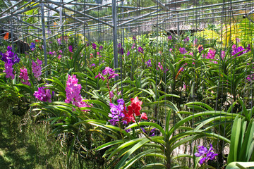orchid nursery