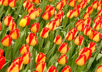 tulip field  1